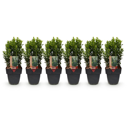 Buitenplant 6x Euonymus japonica Green Spire - Pot Ø 17cm Hoogte ↕ 40cm