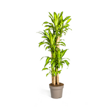 XL kamerplant - Dracaena Fragrans Massangeana - Pot Ø 30cm Hoogte ↕ 170-190cm