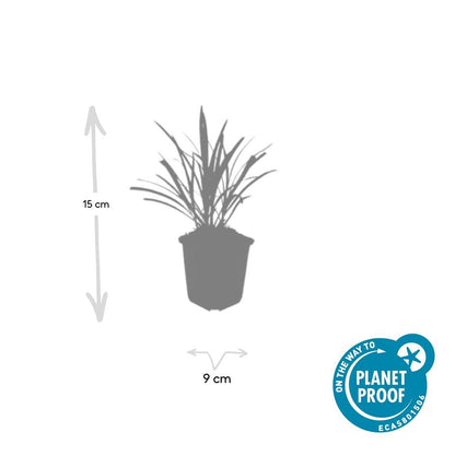 Buitenplant 24x Liriope muscari 'Ingwersen' - Pot Ø 9cm Hoogte ↕ 10-25cm