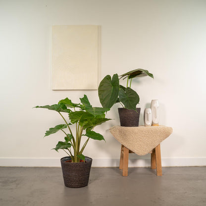 Kamerplant - Alocasia Wentii + Alocasia Portodora + Mand Igmar - Pot Ø 19cm Hoogte ↕ 60-75cm