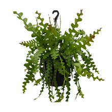 Kamerplant - Epiphyllum Anguliger - Hangplant - Pot Ø 25cm Hoogte ↕ 60cm