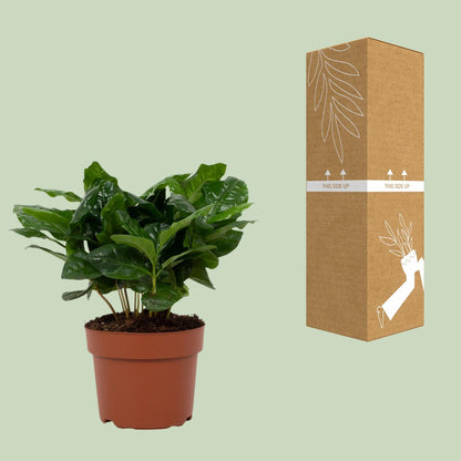 Kamerplant - Coffea Arabica - Pot Ø 12cm Hoogte ↕ 22cm