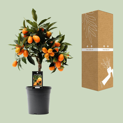 Kamerplant - Citrus Kumquat - Pot Ø 16cm Hoogte ↕ 45cm