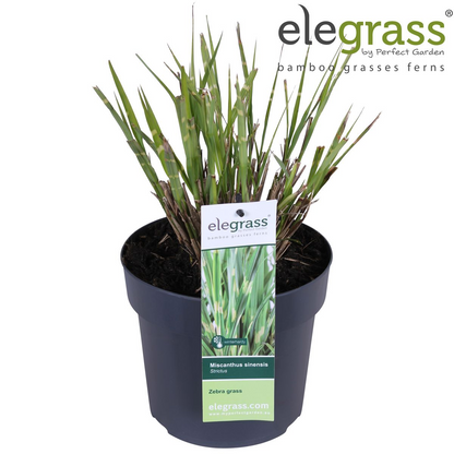 Buitenplant - Miscanthus sinensis Strictus - Pot Ø 19cm Hoogte ↕ 50cm