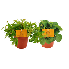 Kamerplant 2x Peperomia Duo 2.0 - Pot Ø 10.5cm Hoogte ↕ 15cm