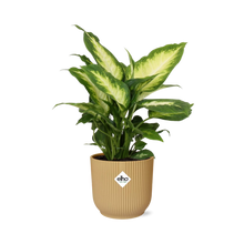 Kamerplant - Dieffenbachia 'Camilla' - Pot Ø 14cm
