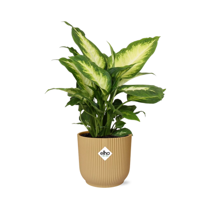 Kamerplant - Dieffenbachia 'Camilla' - Pot Ø 14cm