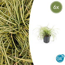Buitenplant 6x Carex oshimensis 'Evergold' - Pot Ø 9cm Hoogte ↕ 10-25cm