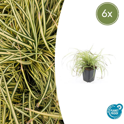 Buitenplant 6x Carex oshimensis 'Evergold' - Pot Ø 9cm Hoogte ↕ 10-25cm