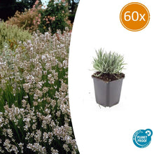 Buitenplant 60x Lavandula int. 'Edelweiss' - Bloeiend - Pot Ø 9cm Hoogte ↕ 10-25cm