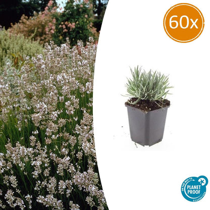 Buitenplant 60x Lavandula int. 'Edelweiss' - Bloeiend - Pot Ø 9cm Hoogte ↕ 10-25cm