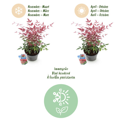 Buitenplant - Nandina domestica 'Obsessed' - Groenblijvend - Pot Ø 17cm Hoogte ↕ 45cm