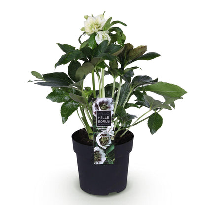 Buitenplant - Helleborus orientalis Double Ellen White - Groenblijvend - Pot Ø 14cm Hoogte ↕ 35cm
