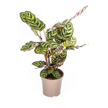 Kamerplant - Calathea Makoyana - Pot Ø 17cm Hoogte ↕ 40-50cm