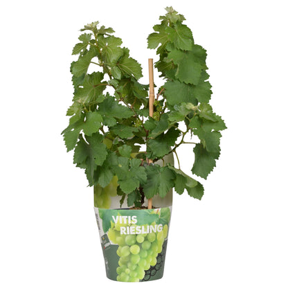 Buitenplant - Vitis Pixie Riesling - Witte wijndruif - Pot Ø 14cm Hoogte ↕ 30cm