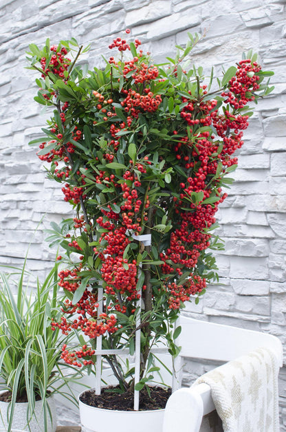 Buitenplant - Pyracantha coccinea Red Star - Pot Ø 23cm Hoogte ↕ 75cm