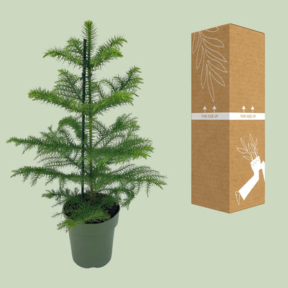 Kamerplant - Araucaria Heterophylla - Pot Ø 14cm Hoogte ↕ 40cm