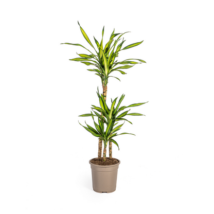 Kamerplant - Dracaena Deremensis Rikki - Pot Ø 21cm Hoogte ↕ 90-110cm