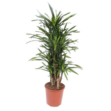 Kamerplant - Dracaena Riki - Pot Ø 30cm Hoogte ↕ 140cm