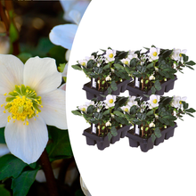Buitenplant - Helleborus niger 'Christmas Carol' - Set van 24 stuks - Bloeiend