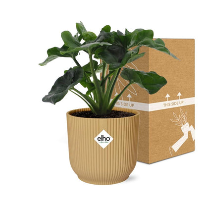 Kamerplant - Philodendron Atom - Pot Ø 14cm