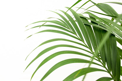 Kamerplant - Kentia Palm - Pot Ø 24cm Hoogte ↕ 160cm