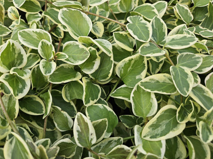 Buitenplant 6x Vinca major 'Variegata' - Pot Ø 9cm Hoogte ↕ 10-25cm
