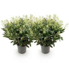 Buitenplant 2x Skimmia japonica Finchy - Winterhard - Bloeiend Wit - Pot Ø 19cm Hoogte ↕ 60cm