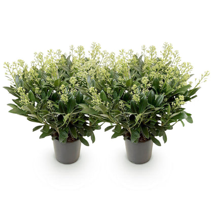 Buitenplant 2x Skimmia japonica Finchy - Winterhard - Bloeiend Wit - Pot Ø 19cm Hoogte ↕ 60cm