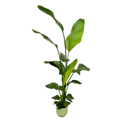 Kamerplant - Strelitzia Nicolai - Pot Ø 18cm Hoogte ↕ 130cm