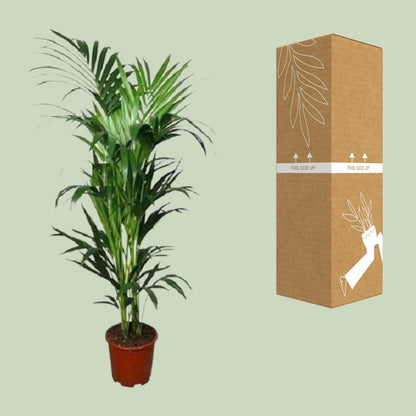 XL kamerplant - Howea - Pot Ø 24cm Hoogte ↕ 150cm