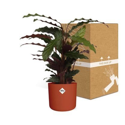 Kamerplant - Calathea Rufibarba 'Tropistar' - Pot Ø 14cm