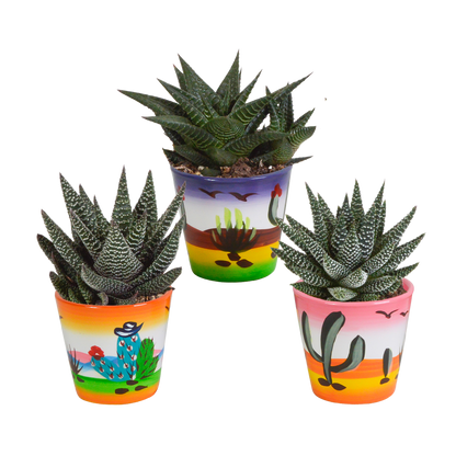 Kamerplant 3x Gasteria/Haworthia mix - Inclusief sierpot - Pot Ø 8,5cm