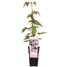 Buitenplant - Clematis Montana 'Fragrant Spring' - Geurend - Pot Ø 15cm Hoogte ↕ 65cm