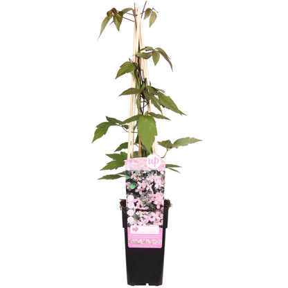 Buitenplant - Clematis Montana 'Fragrant Spring' - Geurend - Pot Ø 15cm Hoogte ↕ 65cm