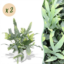 Kamerplant 2x Phlebodium aureum Blue Star - Blauwe Varen - Pot Ø 12cm Hoogte ↕ 25cm