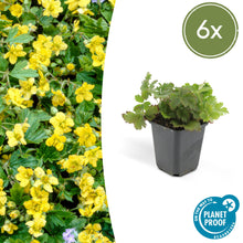 Buitenplant 6x Waldsteinia ternata - Vaste plant - Pot Ø 9cm Hoogte ↕ 10-25cm