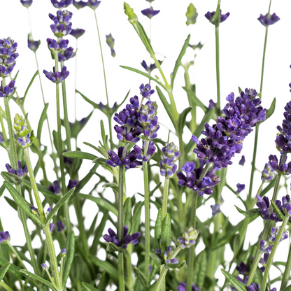 Buitenplant 8x Lavandula Angustifolia - Bloeiend - Pot Ø 13cm Hoogte ↕ 30-40cm