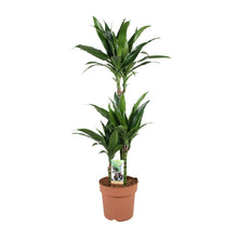 Kamerplant - Dracaena Janet Craig 60-30-15 - Pot Ø 21cm Hoogte ↕ 100cm