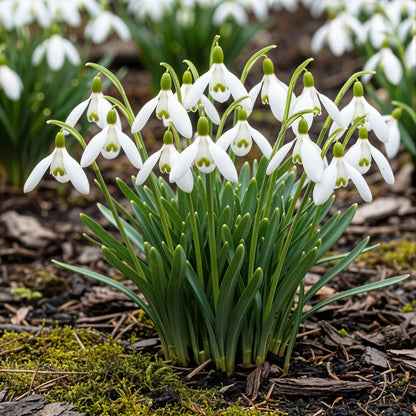 Buitenplant 25x Galanthus Elwesii - Bloembollen Wit - Bolmaat 5/6