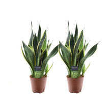 Kamerplant 2x Sansevieria Futura Superba - Pot Ø 14cm Hoogte ↕ 45cm