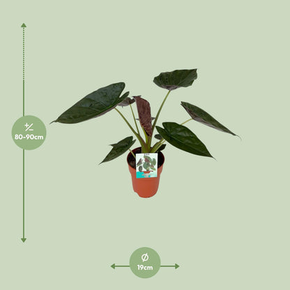 Kamerplant - Alocasia Wentii - Pot Ø 19cm Hoogte ↕ 85cm