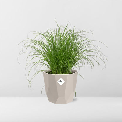 Kamerplant - Cyperus Alternifolius 'Zumula' - Pot Ø 14cm