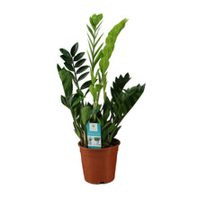 Kamerplant - Zamioculcas Zamiifolia - Pot Ø 17cm Hoogte ↕ 65cm