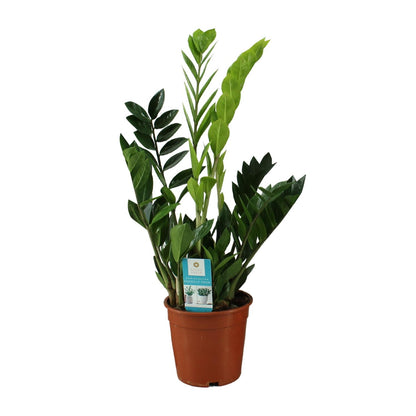 Kamerplant - Zamioculcas Zamiifolia - Pot Ø 17cm Hoogte ↕ 65cm