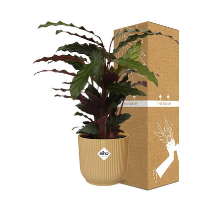 Kamerplant - Calathea Rufibarba 'Tropistar' - Pot Ø 14cm