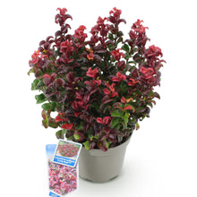 Buitenplant - Leucothoe Curly Red - Groenblijvend - Pot Ø 17cm Hoogte ↕ 40cm