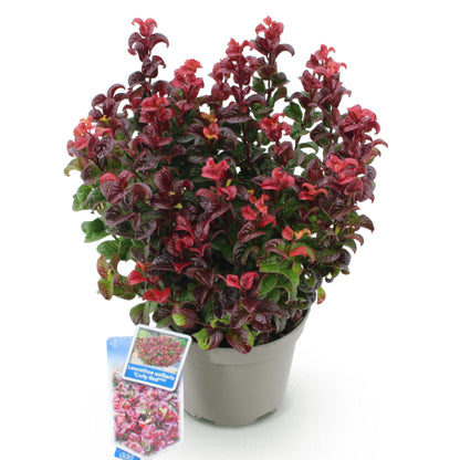 Buitenplant - Leucothoe Curly Red - Groenblijvend - Pot Ø 17cm Hoogte ↕ 40cm