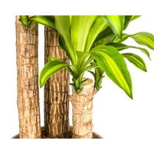 XL kamerplant - Dracaena Fragrans Massangeana - Pot Ø 24cm Hoogte ↕ 130-150cm