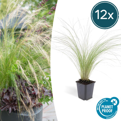 Buitenplant 12x Stipa tenuissima 'Ponytails' - Pot Ø 9cm Hoogte ↕ 10-25cm